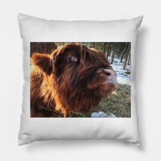 Scottish Highland Cattle Calf 1927 Pillow