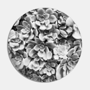 Black and White Succulents Pin