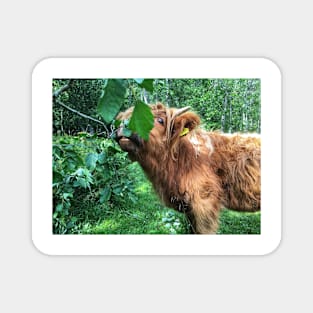 Scottish Highland Cattle Calf 2053 Magnet