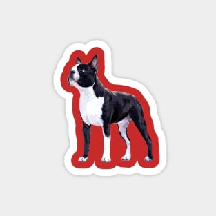 Boston Terrier Super Stylish Dog Magnet