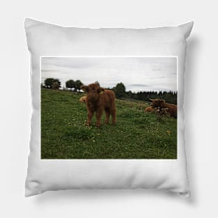 Scottish Highland Cattle Calf 1818 Pillow