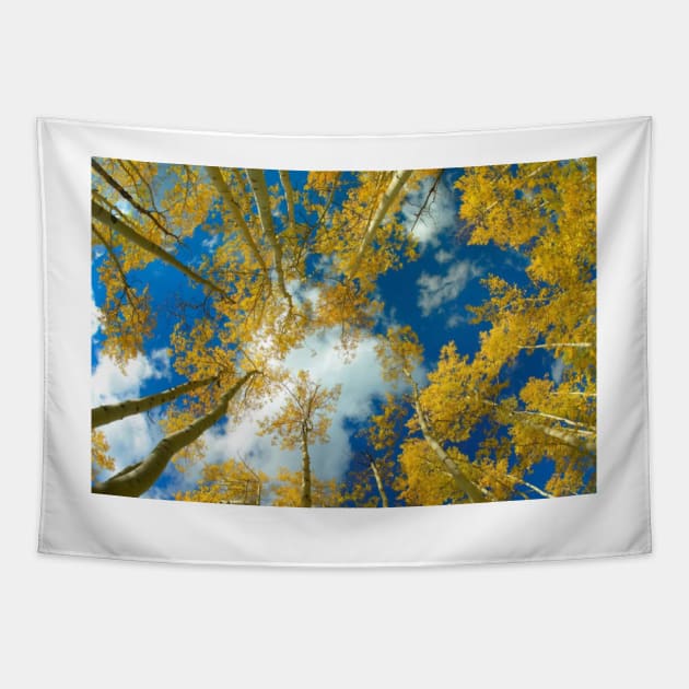 Looking Up At Blue Sky Through A Canopy Of Fall Colored Aspen Trees Tapestry by RhysDawson