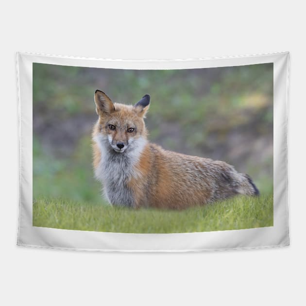 Red fox Tapestry by Jim Cumming