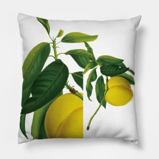 Mangifera indica Pillow