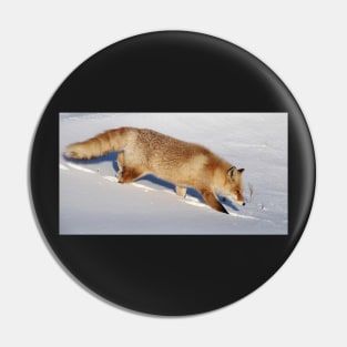 Red fox on a walk Pin