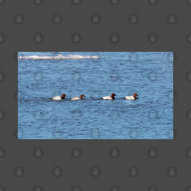 Canvasback Ducks Swimming Along a River by BackyardBirder