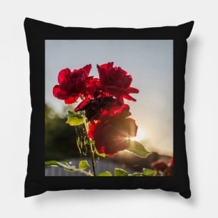 Red roses against summer evening sun Pillow