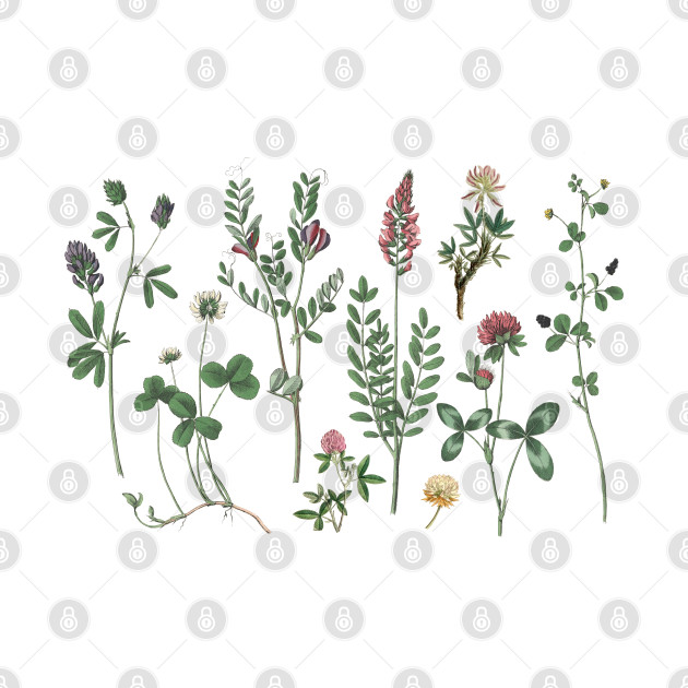 Clover Herbarium Colorful Floral Botanical illustration by Biophilia