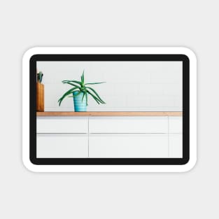 Aloe Vera Plant in Beautiful Turquoise Pot Standing in Modern Minimalist Kitchen Magnet