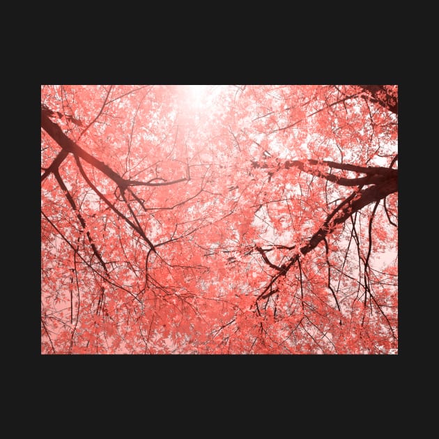 Cherry tree blossoms in Living Coral Pantone color 2019 by Reinvention