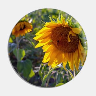 Sunflowers blooming in a field Pin