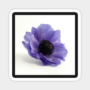 Anemone flower 2 Magnet