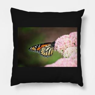 Monarch on Sedum Pillow