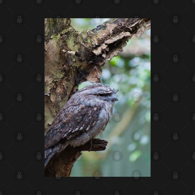 Tawny Frogmouth 1 by DeborahMcGrath