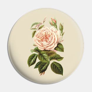 Tea Rose Flower Botanical Illustration Pin