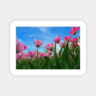 Pink Tulip Fields Magnet