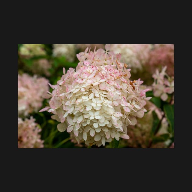 Hydrangea Flower With White & Pink Petals by Harmony-Mind