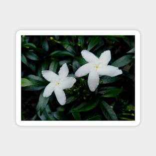 Crepe Jasmine (Pinwheel Flower) Plant Magnet