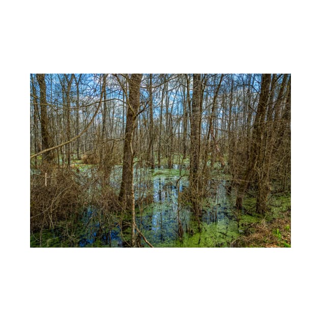 Swamp in Southeastern Georgia by Gestalt Imagery