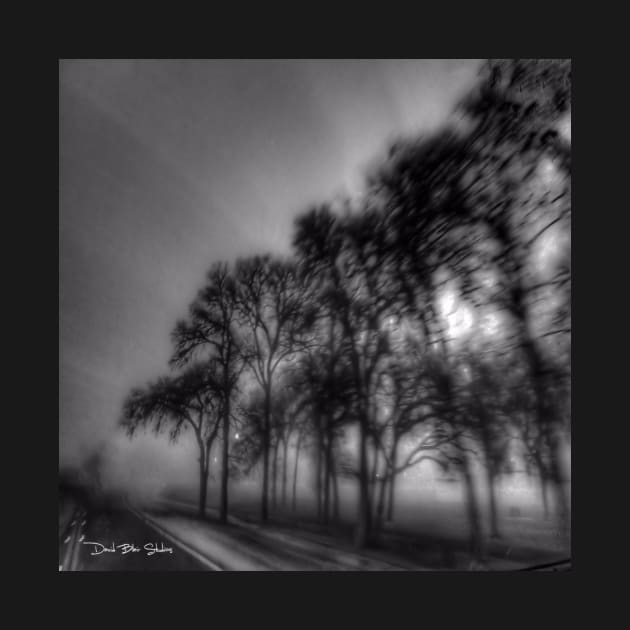 Shadows And Tall Trees - Black And White by davidbstudios