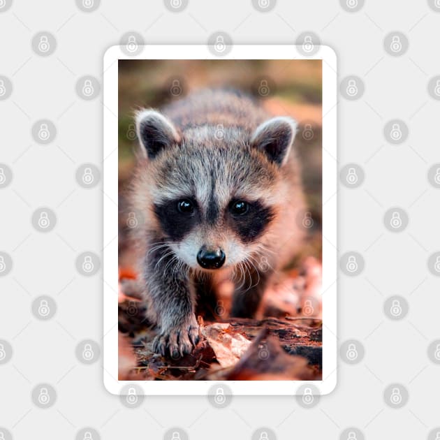 Cute Baby Raccoon Magnet by funhousejen