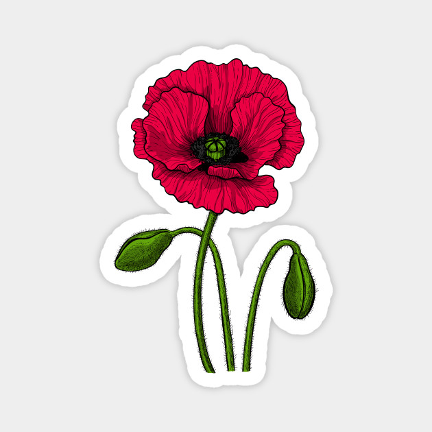 Red Poppy Drawing Poppy Magnet Teepublic Uk