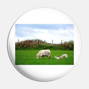 Sheep on Aughris Coastal Walk, Co. Sligo, Ireland Pin