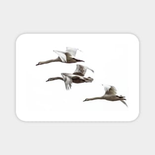 Flying swans on a white background - The dream of freedom! Design by Salogwyn Life Art Magnet