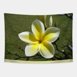 Beautiful Frangipani Flower Tapestry