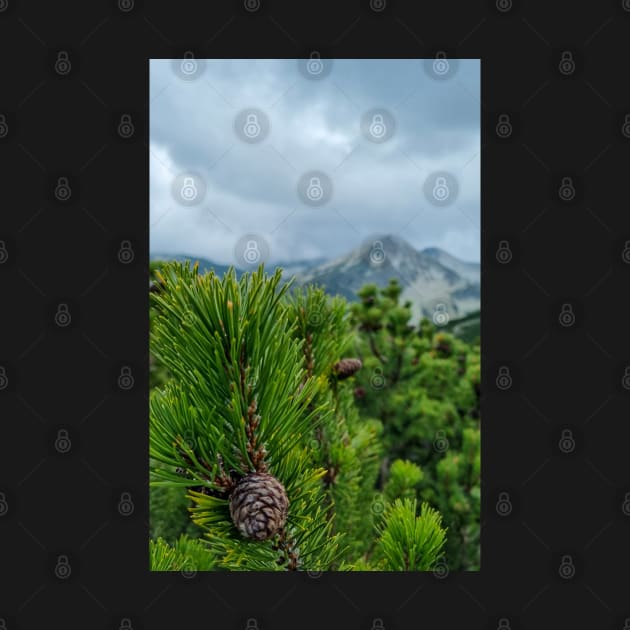 Mountain Pine Tree Scenery by Anastasia-03