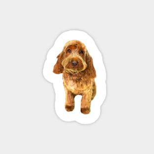 Cockapoo Cockerpoo Spoodle Cutie Doodle Dog Magnet