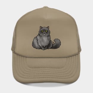 Cat - British Longhair - Black Hat
