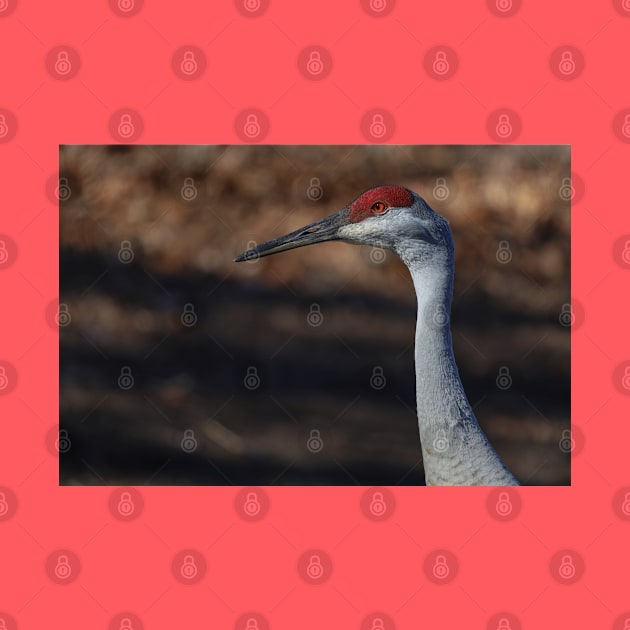 Michigan Sandhill Crane by One Creative Pup