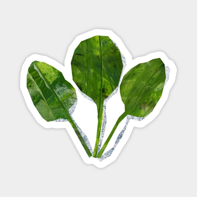 Spinach leaves Magnet by Babban Gaelg