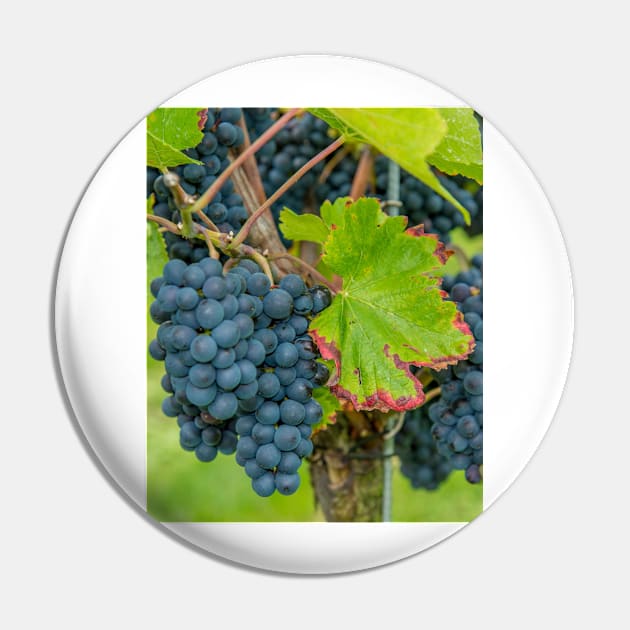 Vineyard, Kaiserstuhl, South-West Germany Pin by mbangert