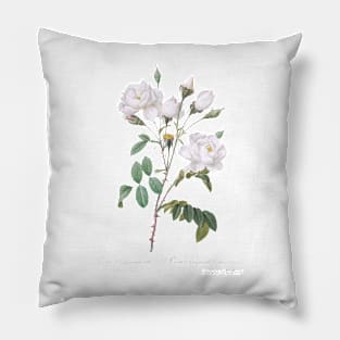 Rosa campanulata alba also known as Pink Bellflowers to White Flowers from Les Roses (1817–1824) Pillow