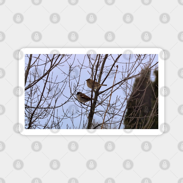 Two Sparrows Perched In a Tree, Male and Female Magnet by BackyardBirder