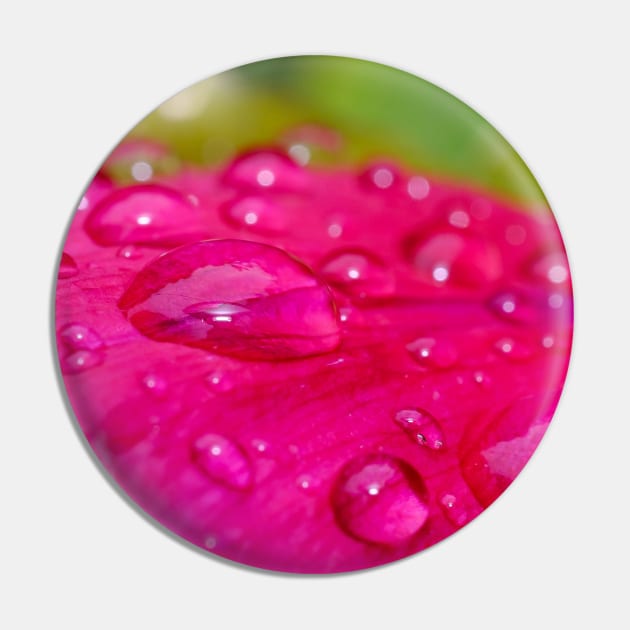 Raindrops on Petals. Flower Photography Pin by love-fi