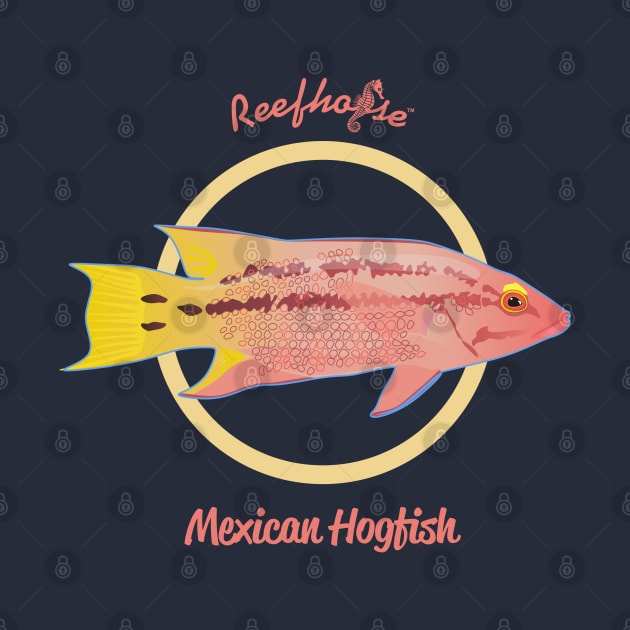 Mexican Hogfish by Reefhorse