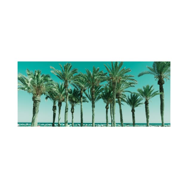 Row of tropical feeling palm trees panorama shape image by brians101