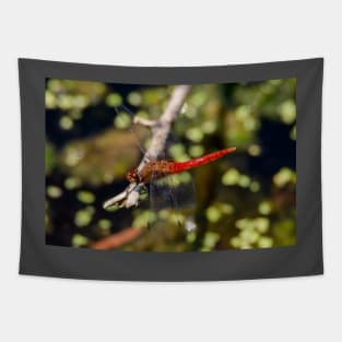 Red-Tailed Pennant Dragonfly Tapestry