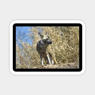 African Wild Dog Magnet