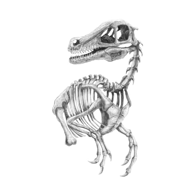 Raptor Skeleton by TimeSkiff