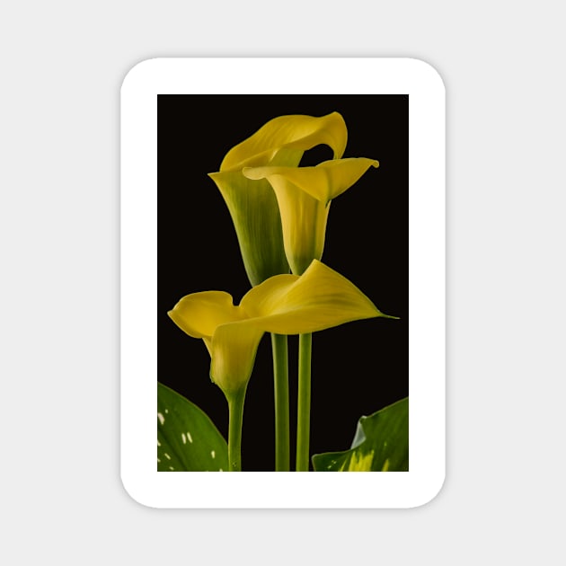 Calla Chorus Magnet by nikongreg