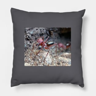 Cataglyphis Bicolor Pillow