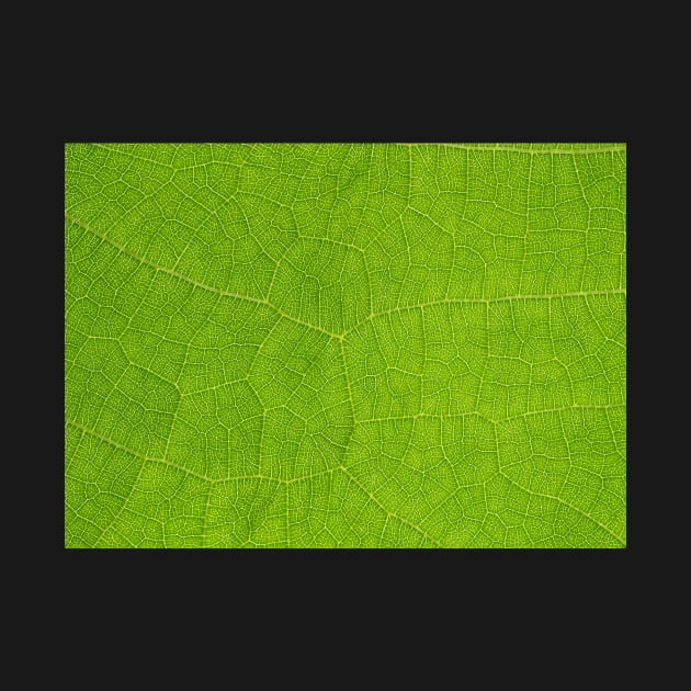 Discovering Beauty in the Small Things: A Magnified View of a Leaf by aestheticand