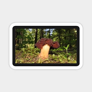Helvella mushroom in June Magnet