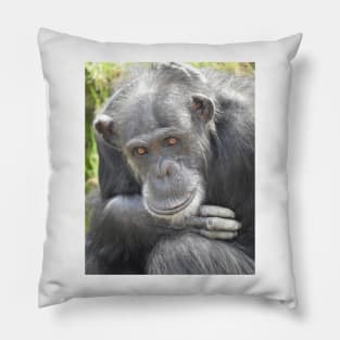 Chimpanzee Pillow