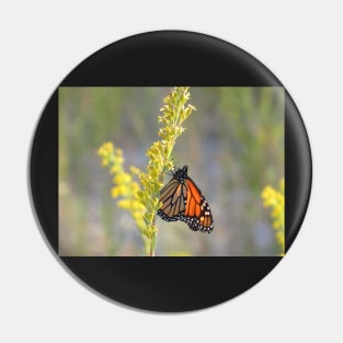 Monarch feeding on Goldenrod Pin