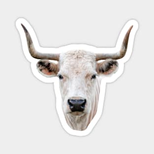 Striking head of a White Park Cow Magnet